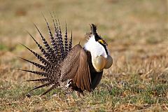 Gunnison Sage-Grouse